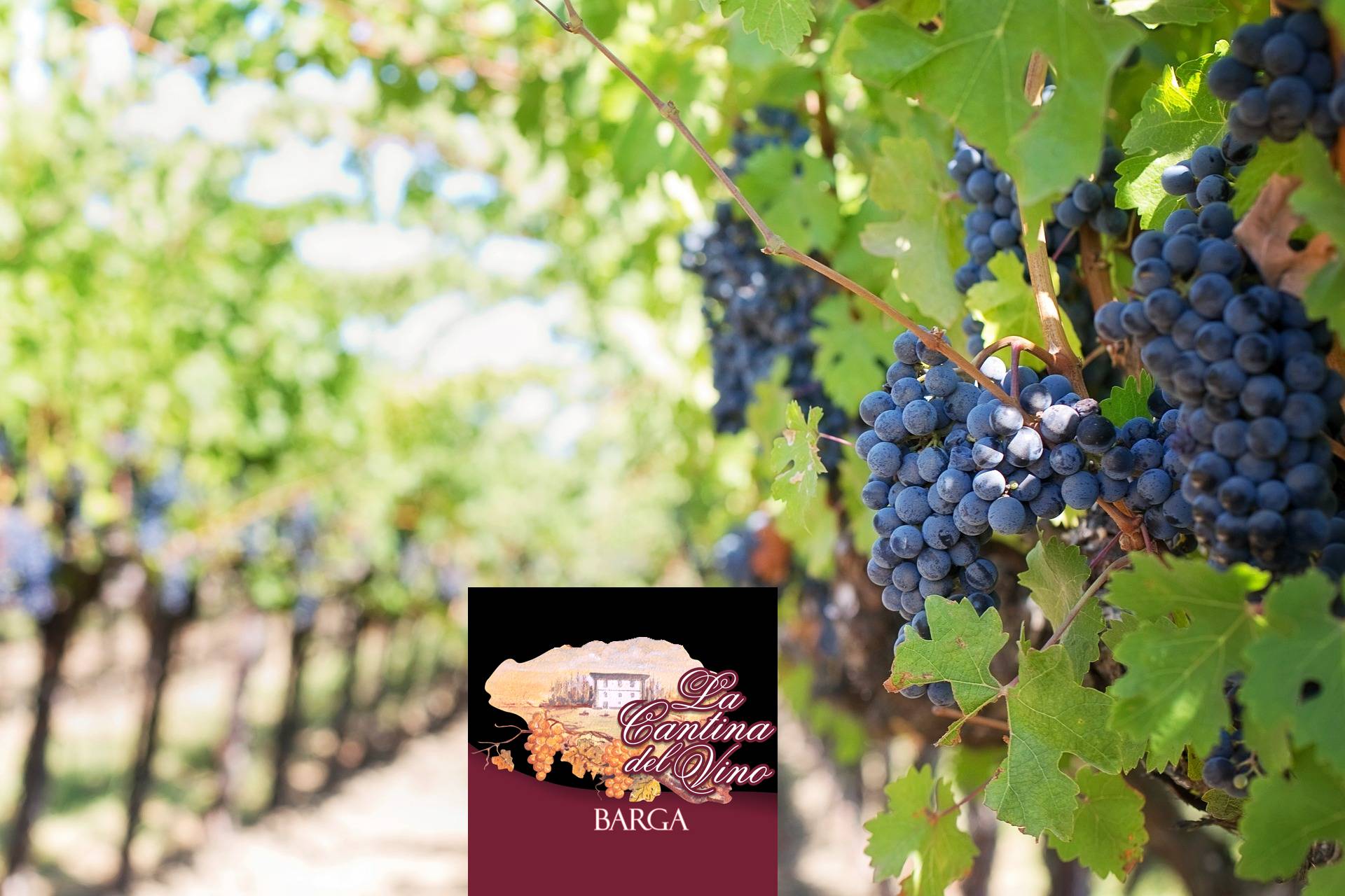 Shop — Wines, Spirits & Local Products